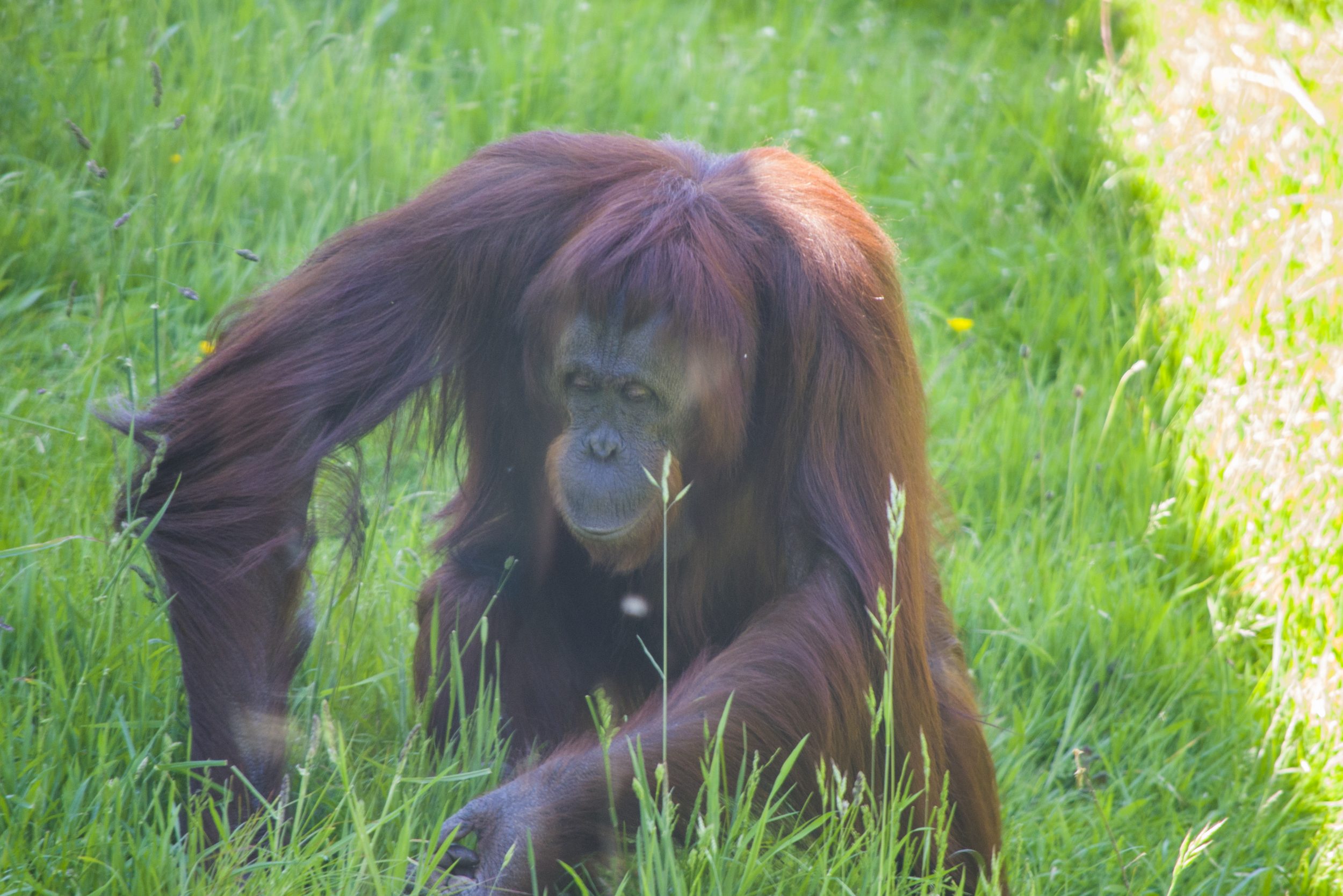 Monkey World
