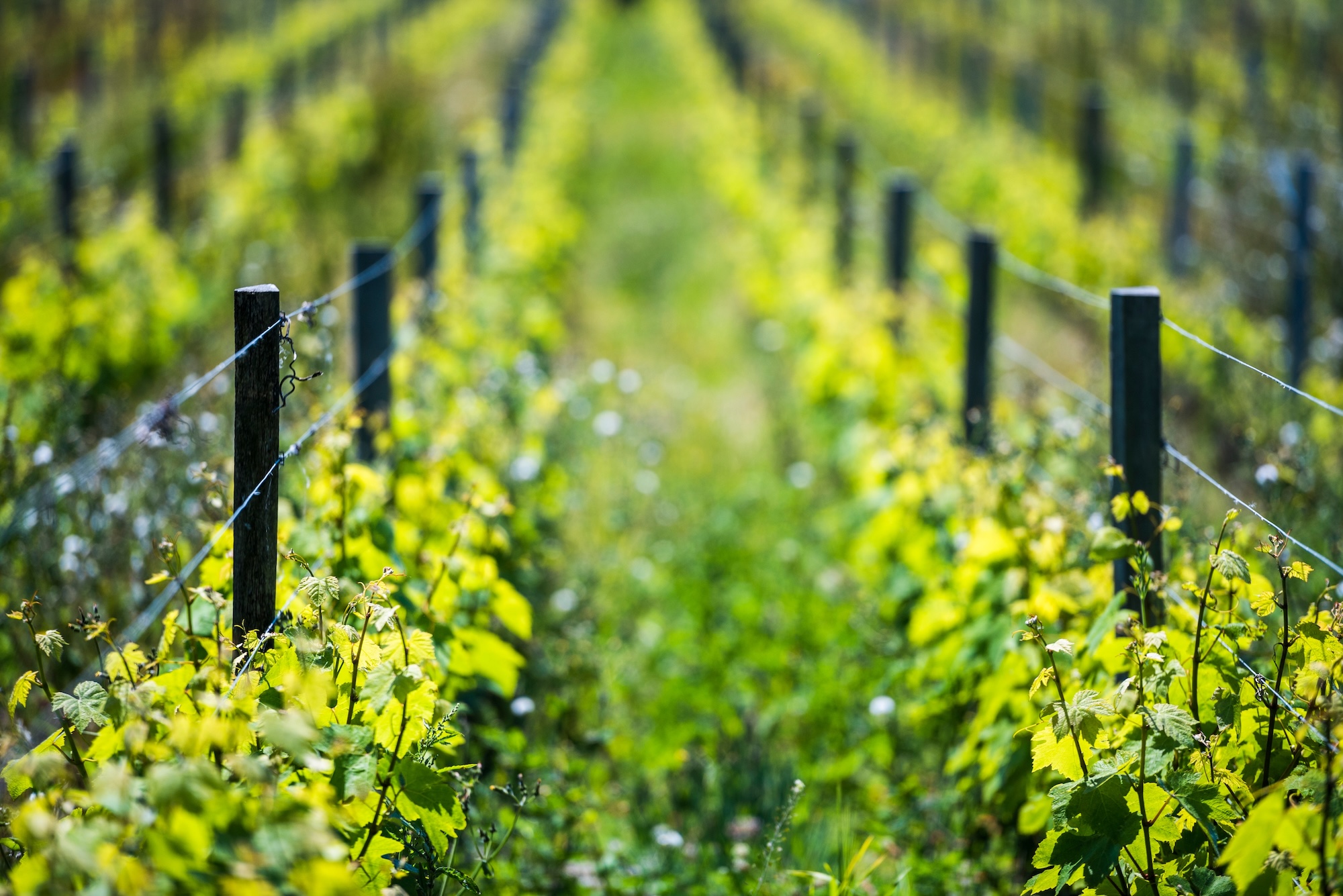 Bride Valley Vineyard