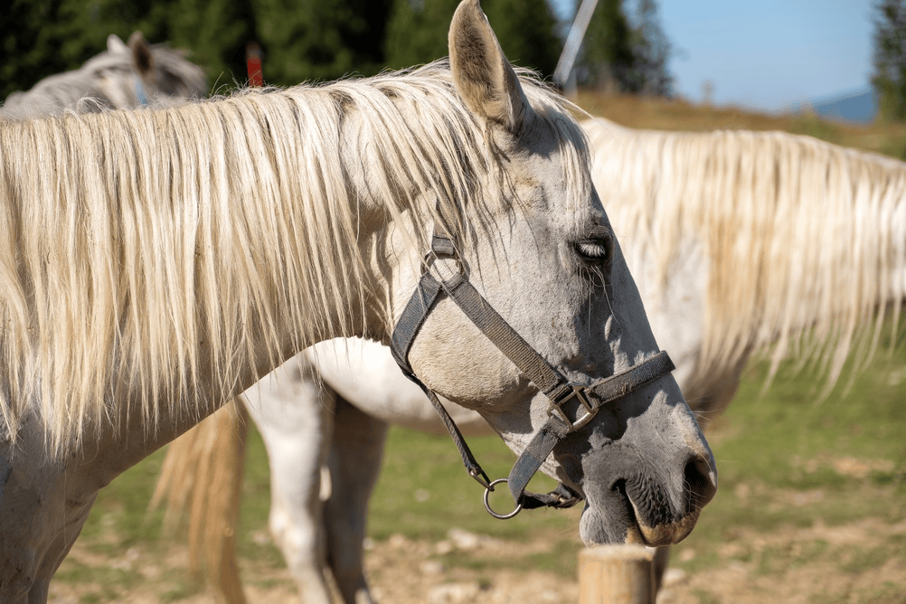 Chesil Equestrian