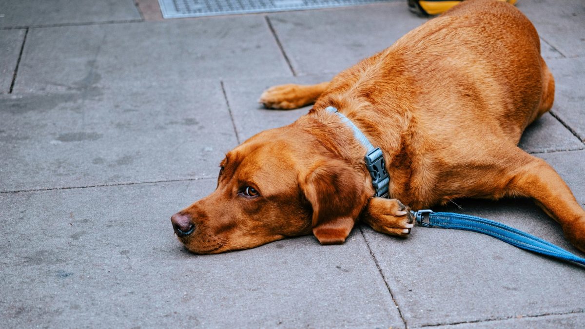 Dog lying on a stone floor at a pub