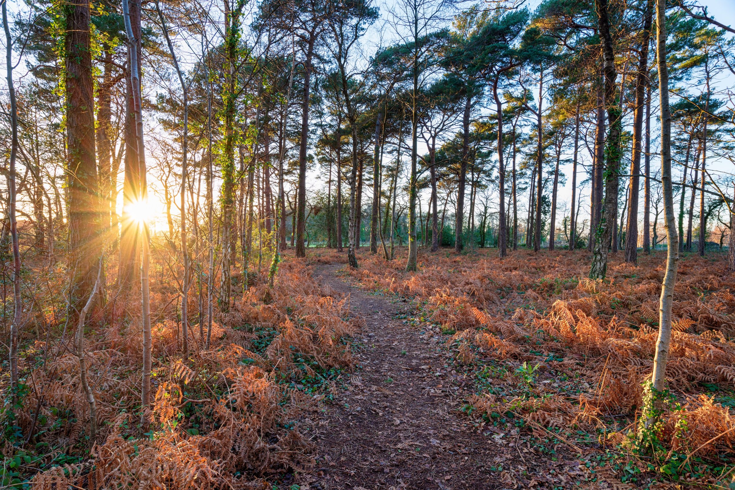 Wareham Forest (Sika Trail)