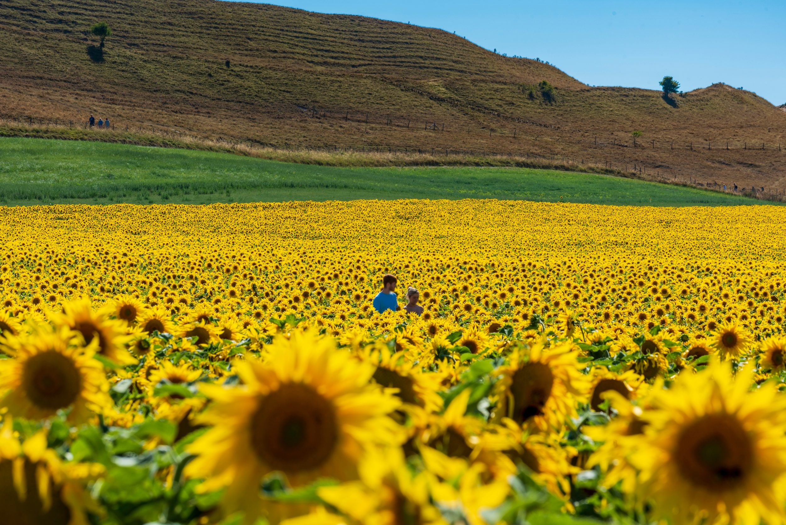 Dorset Sunflower Trail at Maiden Castle Farm, Dorchester