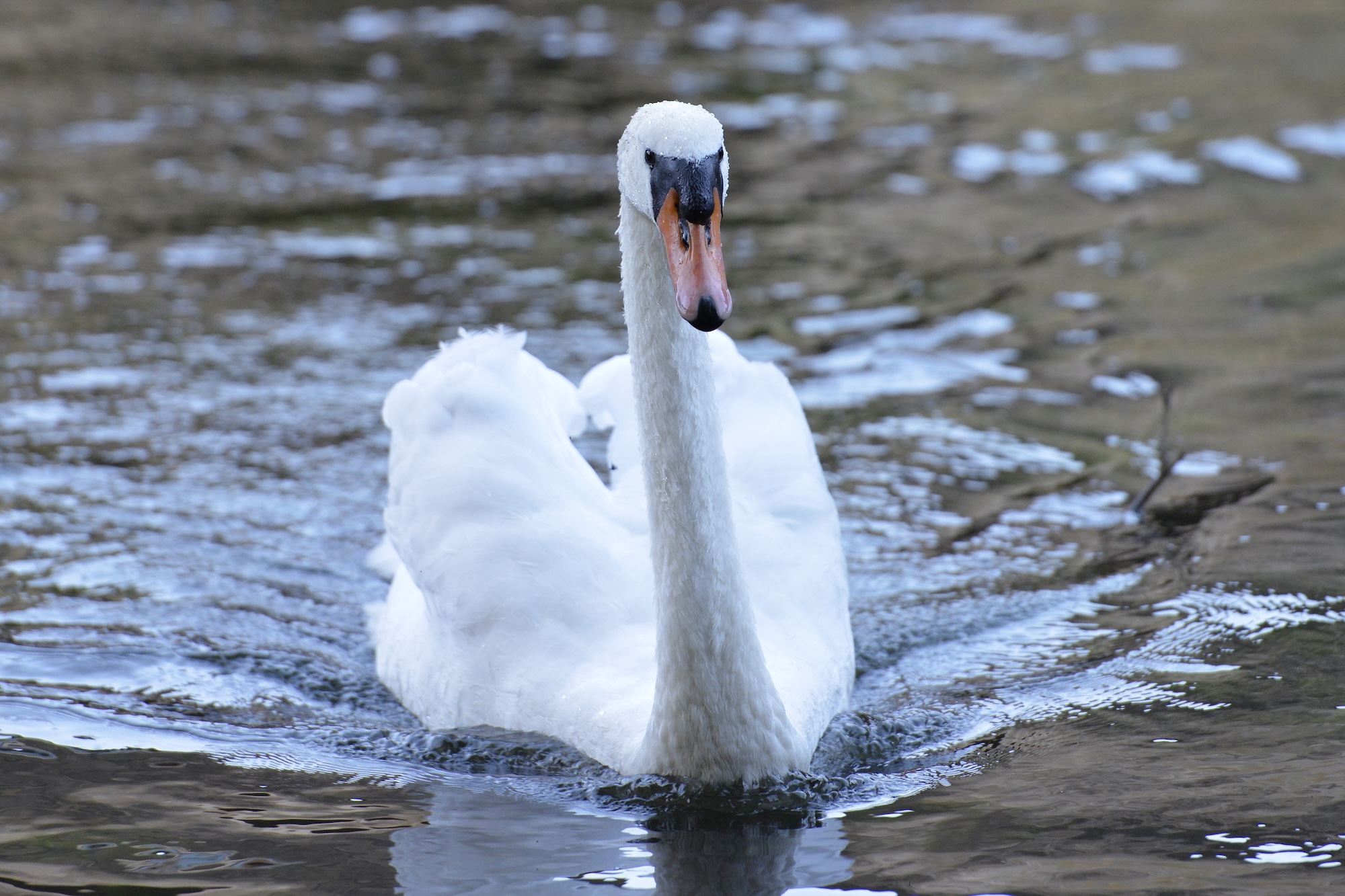 Abbotsbury Swannery