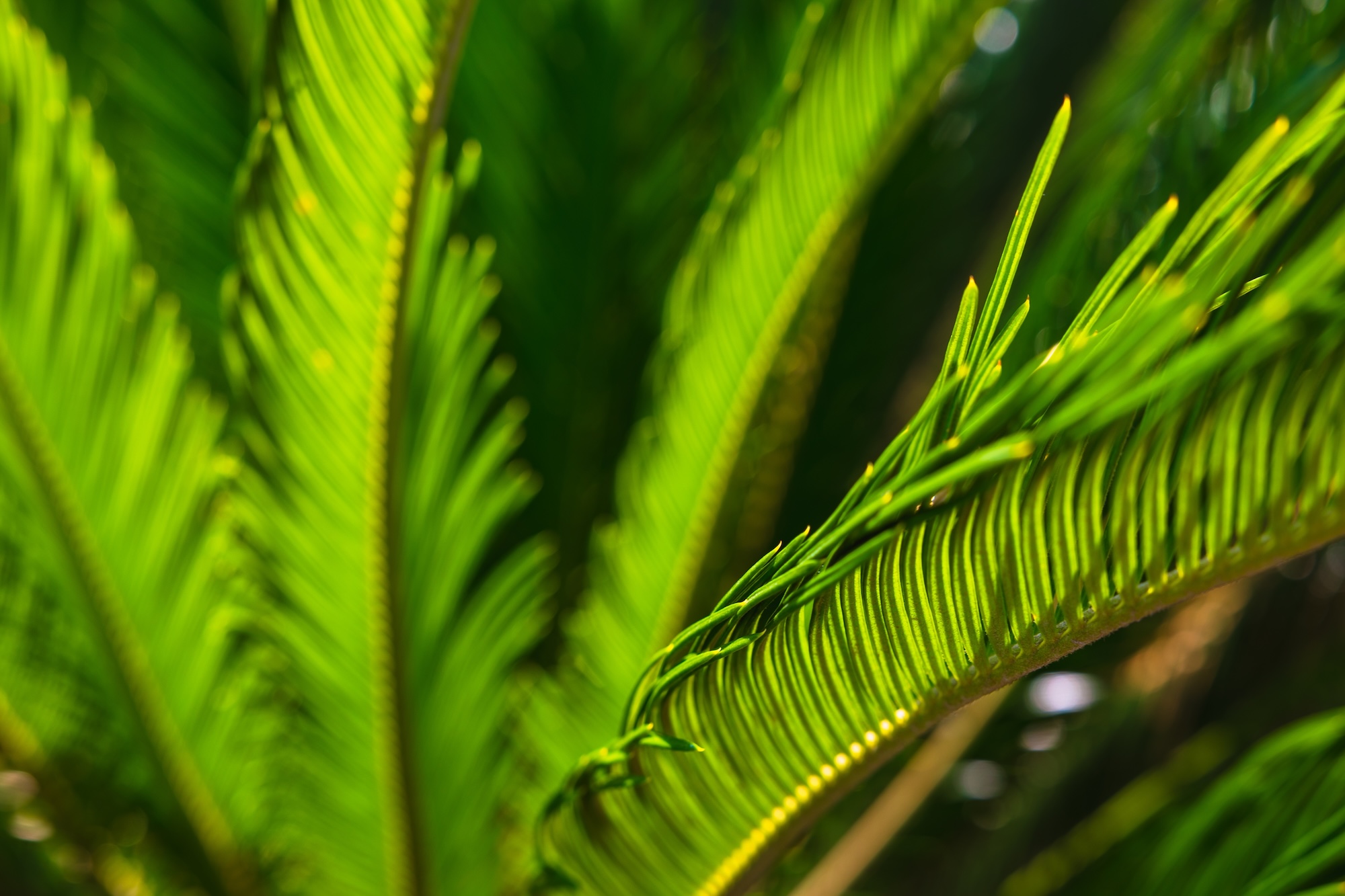 Abbotsbury Subtropical Gardens
