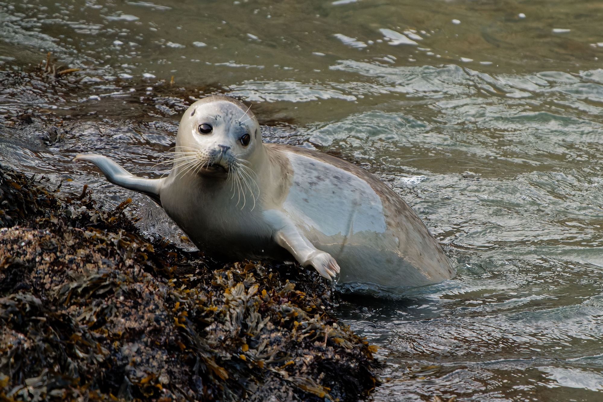 Weymouth SEA LIFE Adventure Park