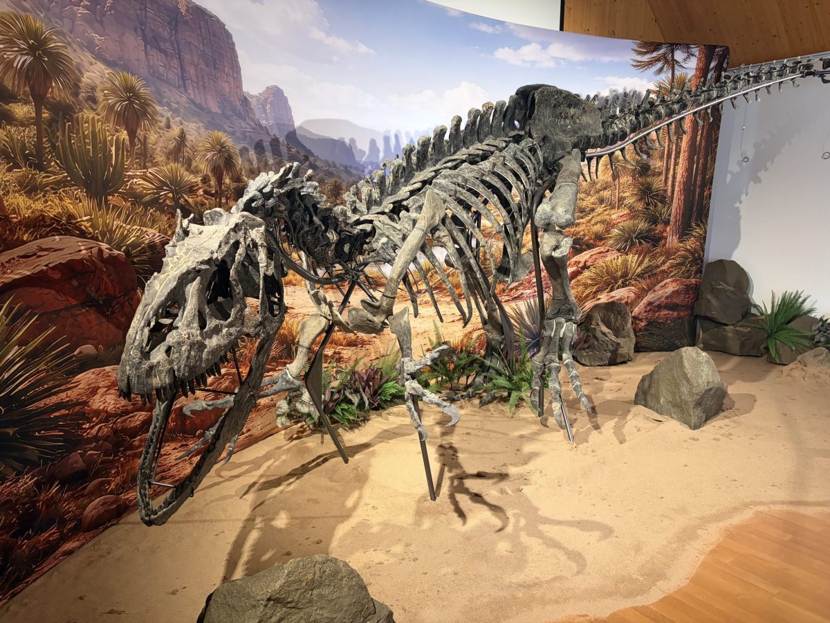Big Sara marine reptile skeleton at The Etches Collection museum in Kimmeridge Dorset