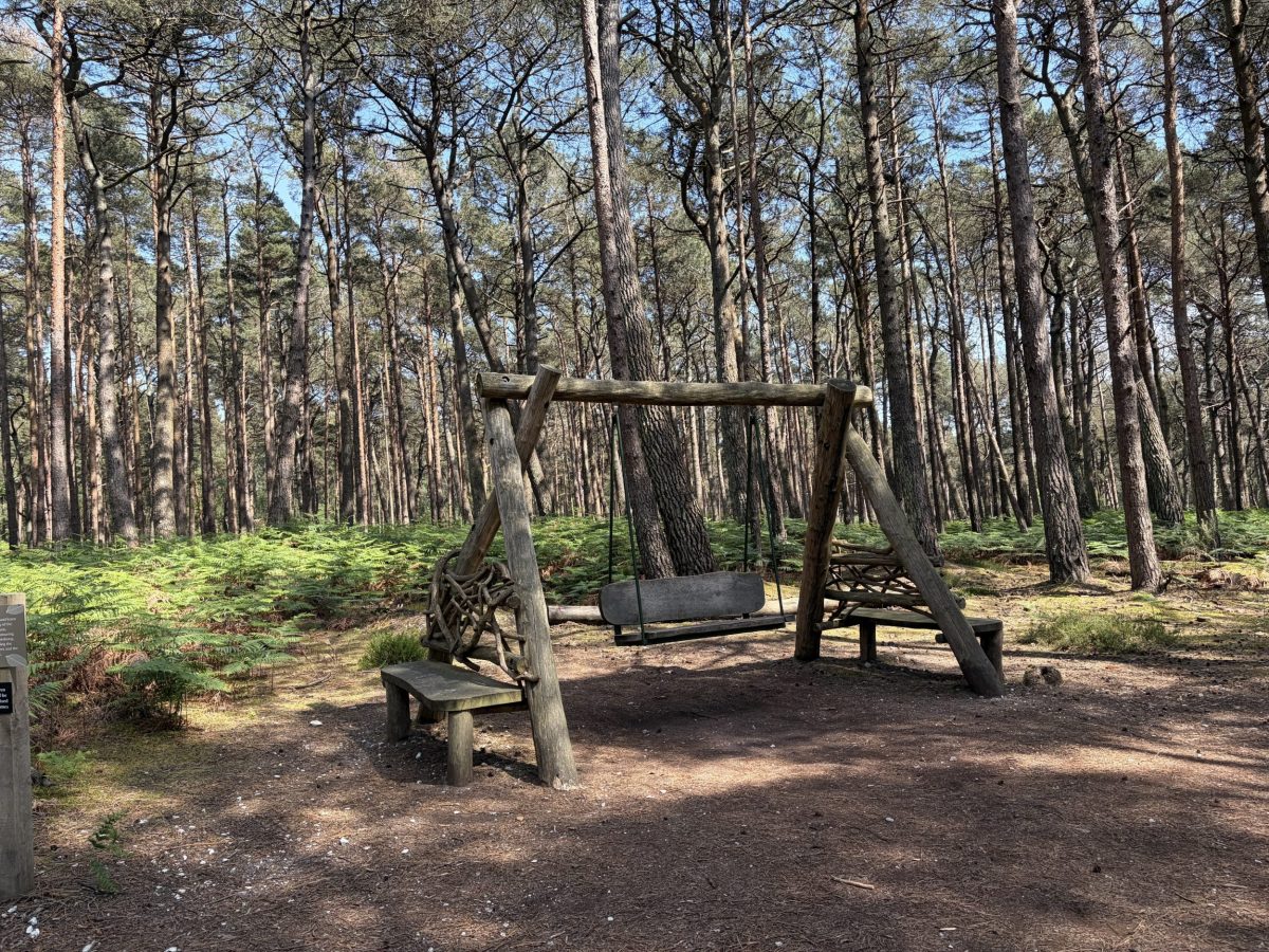 Woodland swing along the calming trail in Cambridge Woods on Brownsea Island, Dorset