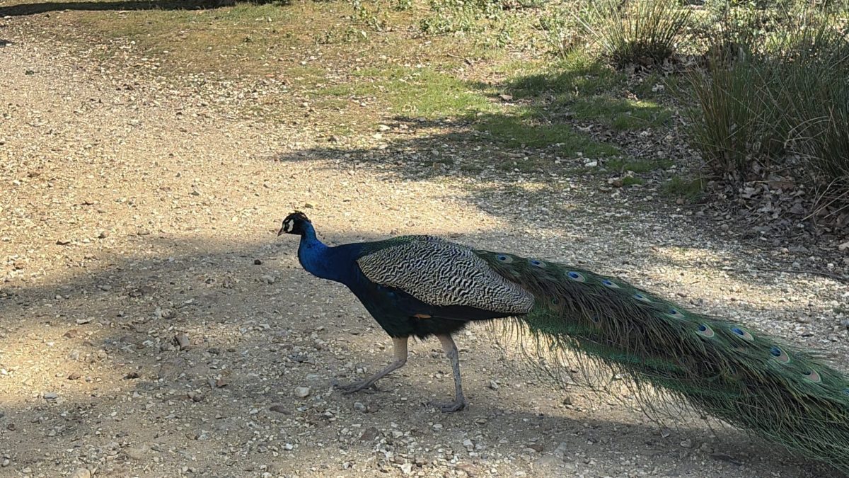 Peacock roaming freely on Brownsea Island, Dorset, woodland path.