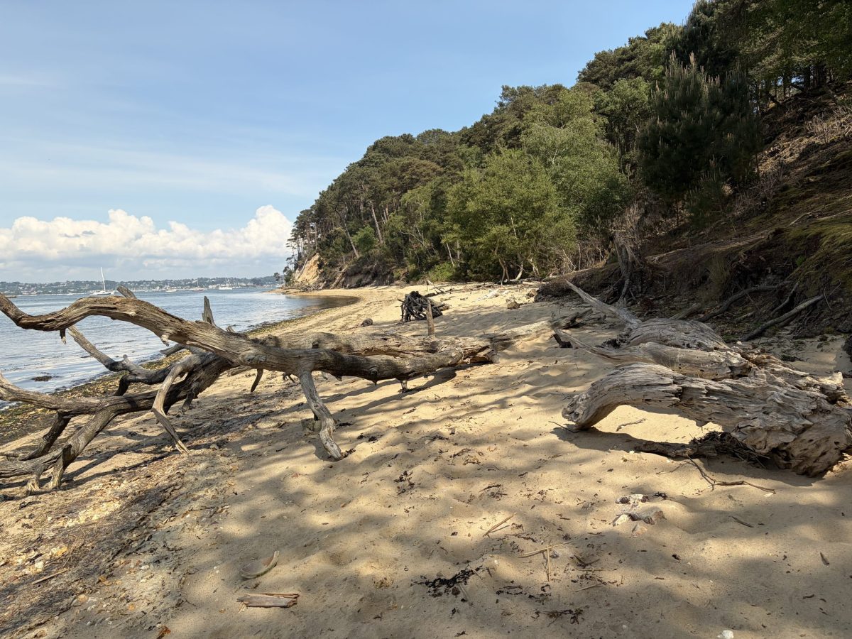 Sandy beach with driftwood on the shoreline of Brownsea Island, Dorset