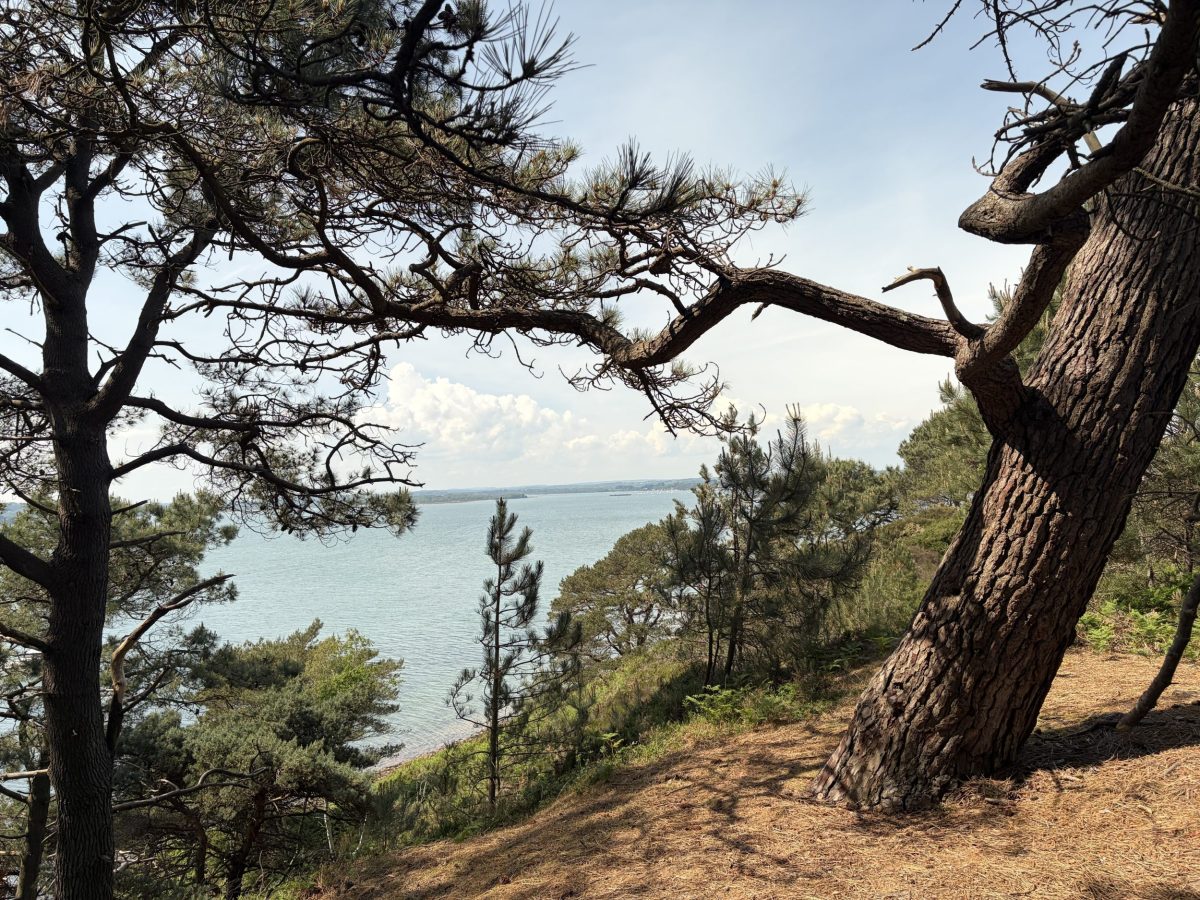 Woodland cliff-top view from Brownsea Island, Dorset