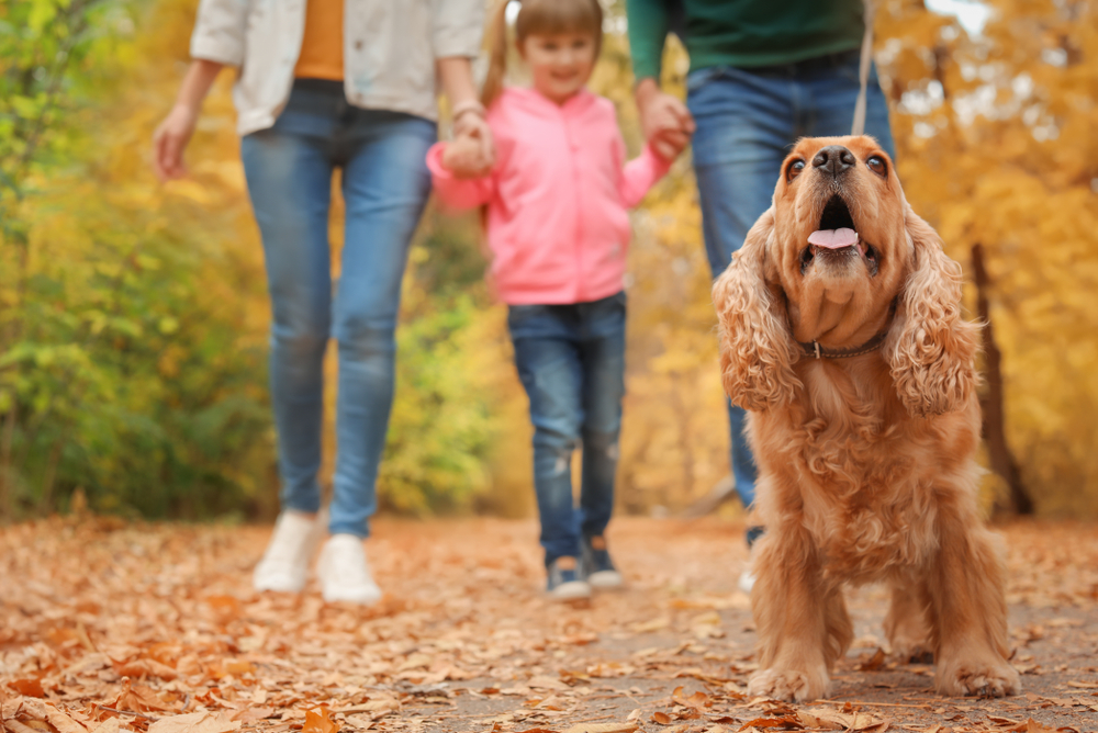 Autumn woodland walk with a dog in Dorset