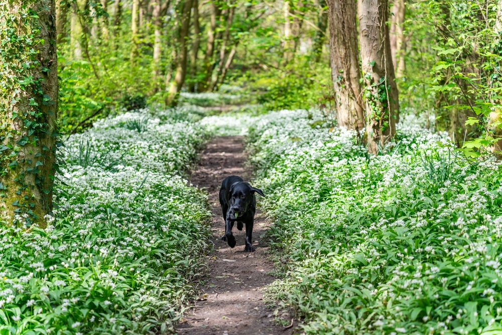 Miles of lakeside trails begin right outside many of our dog-friendly cottages at Silverlake.