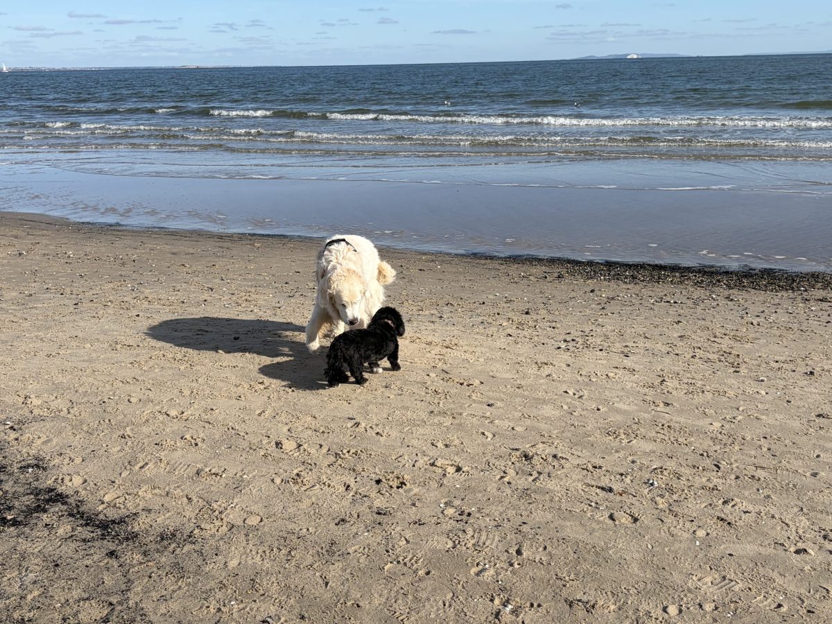 Smarty meeting another dog on Studland Beach during a dog-friendly holiday in Dorset