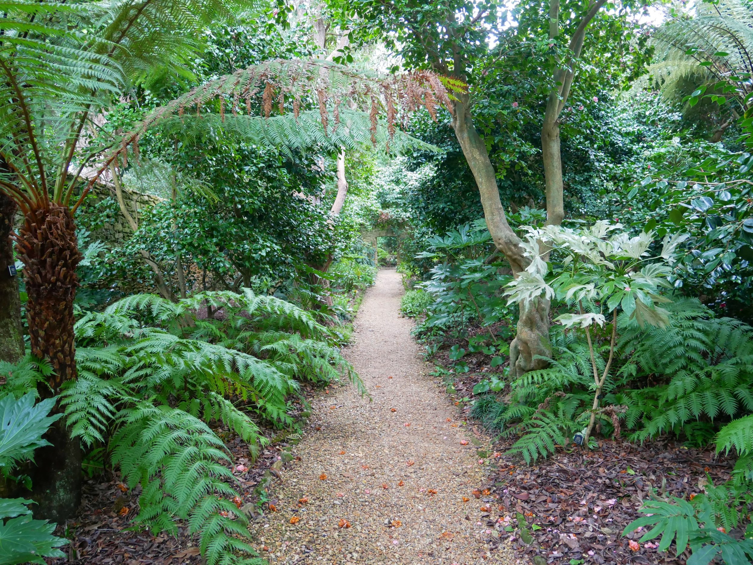 A footpath and exotic plants at Abbotsbury Subtropical Gardens in Dorset