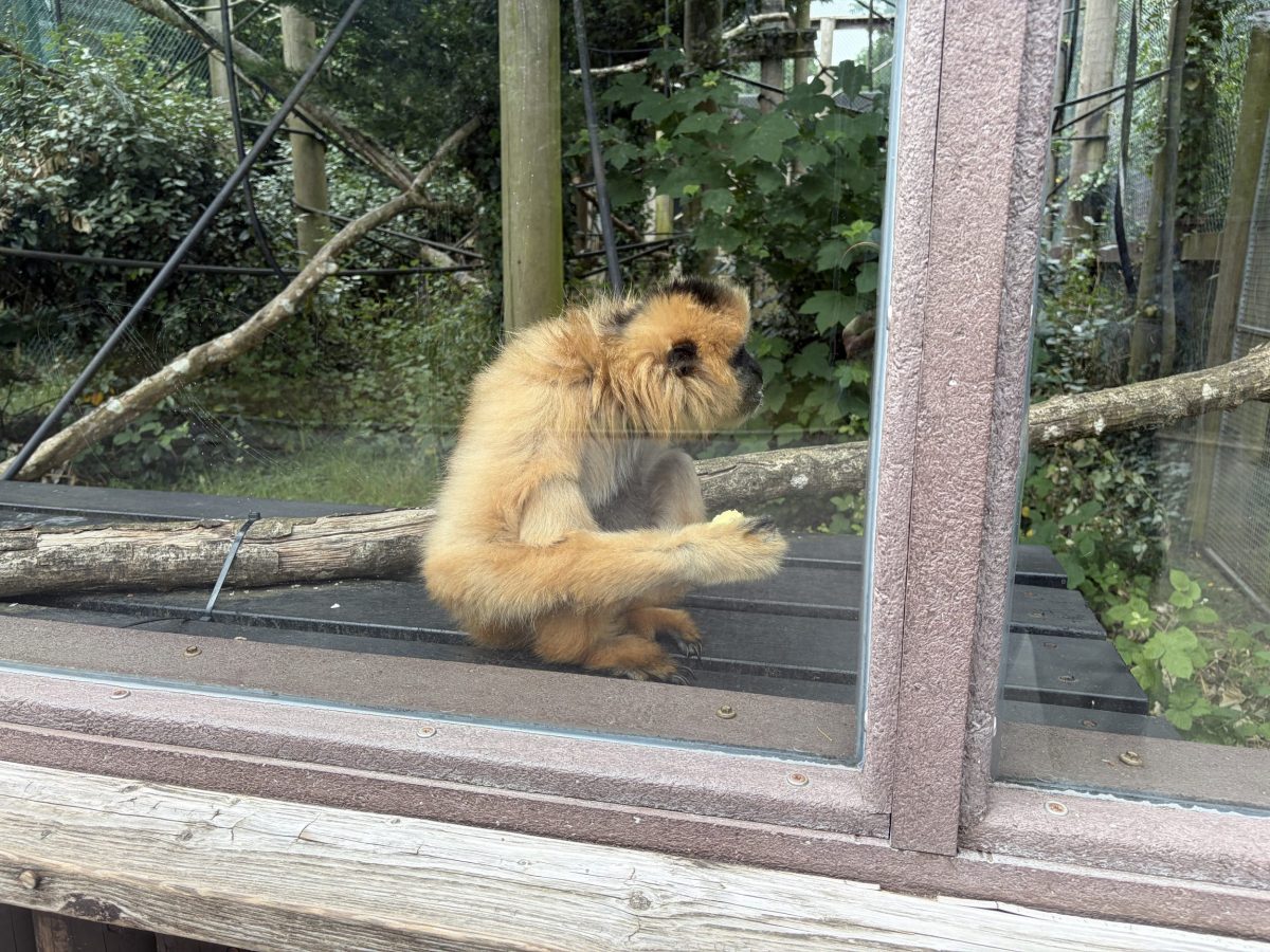 Golden-cheeked gibbon in its enclosure at Monkey World Ape Rescue Centre in Dorset