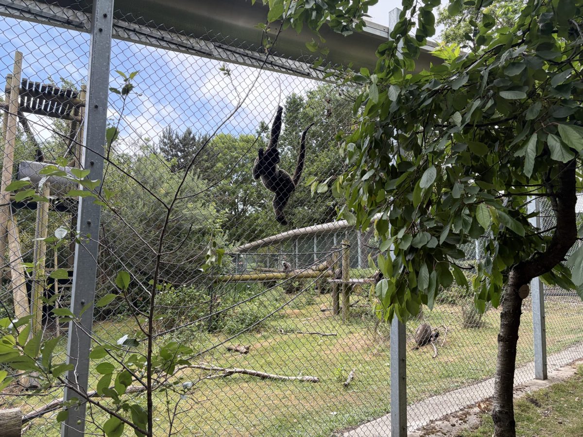 Monkey climbing in its outdoor enclosure at Monkey World Ape Rescue Centre in Dorset