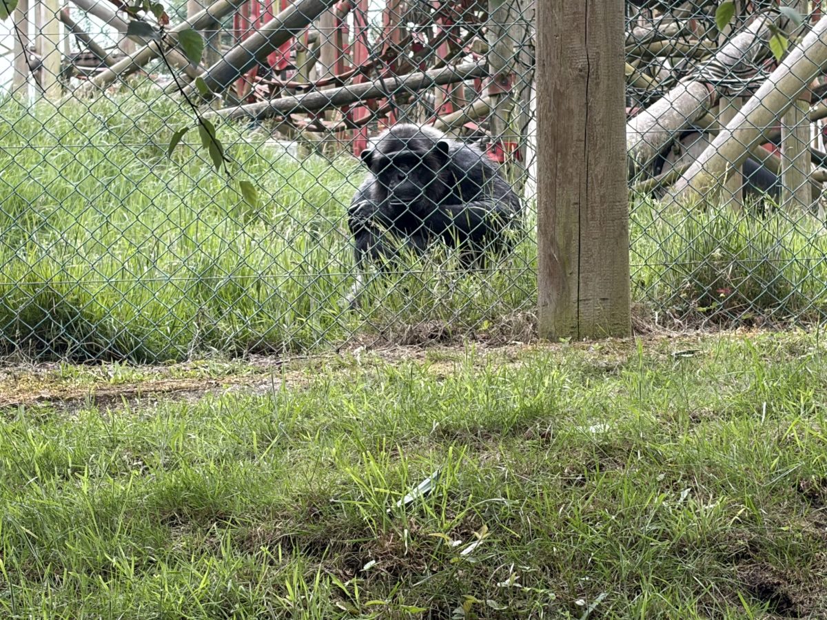 Monkey resting in its enclosure at Monkey World Ape Rescue Centre in Dorset