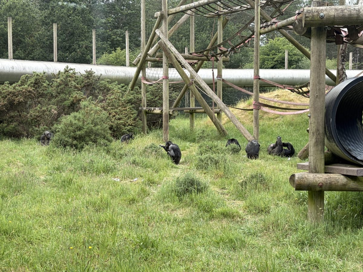 Chimpanzees in an enclosure at Monkey World in Dorset