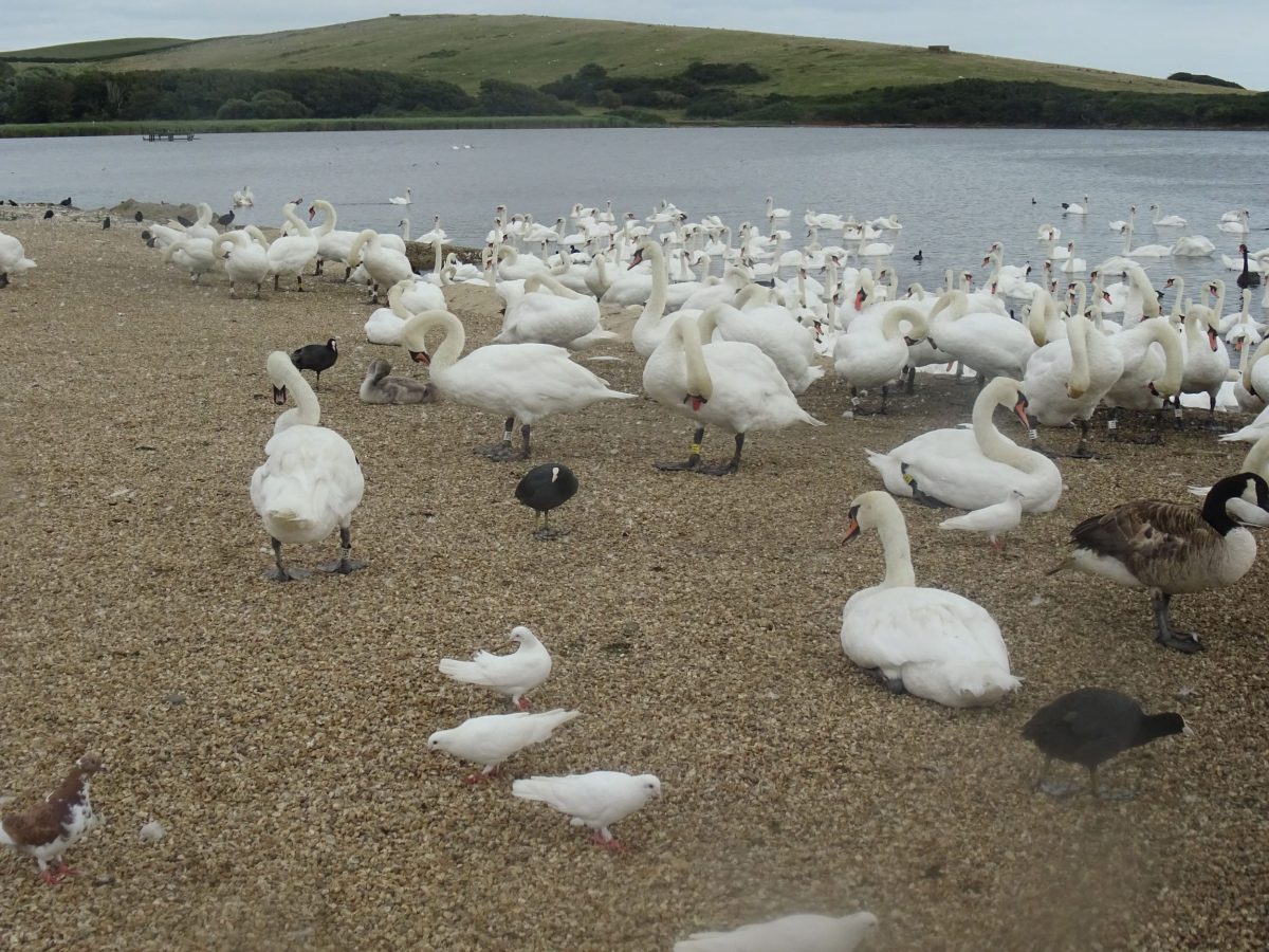 Mute swans at Abbotsbury Swannery in Dorset