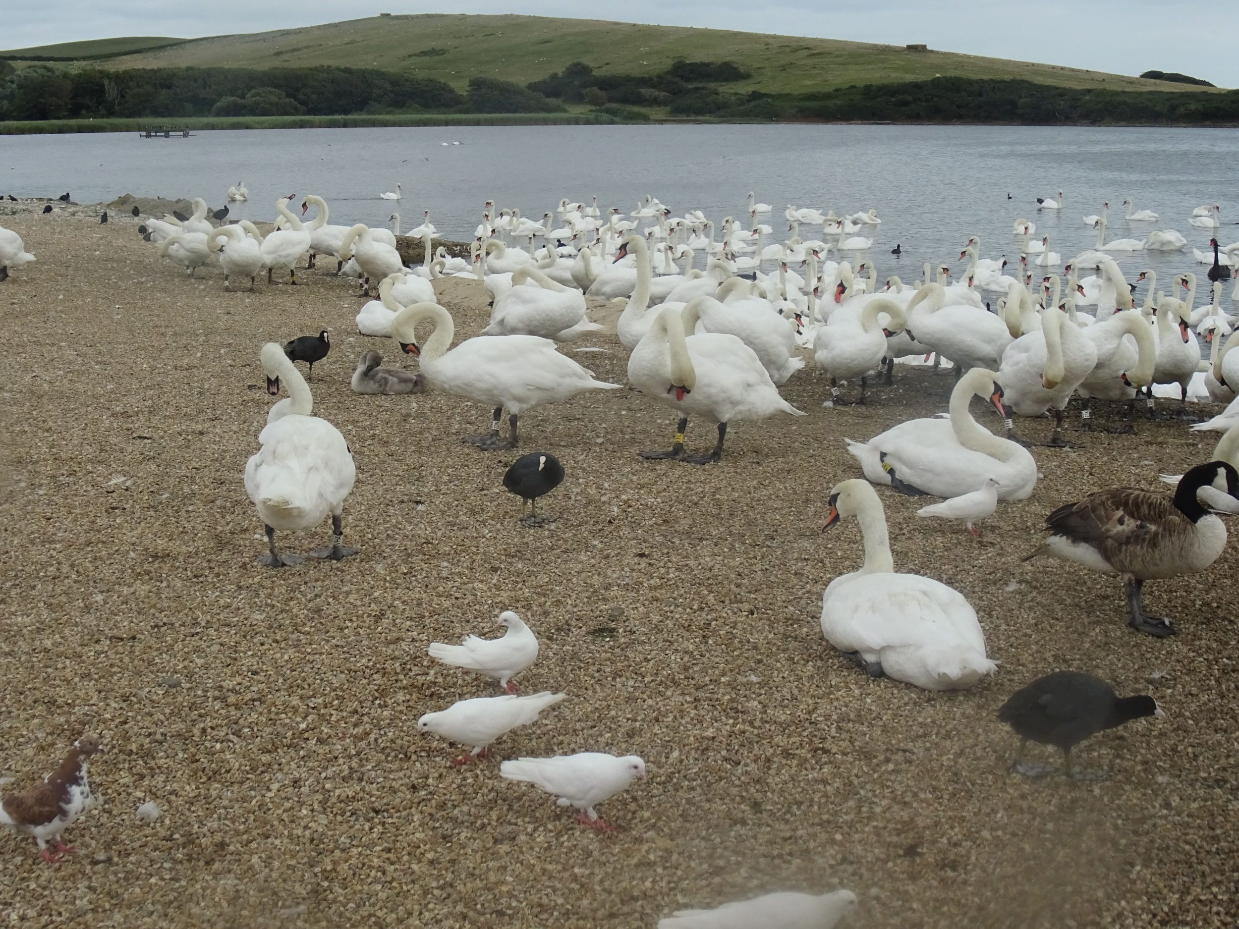 Swannery Café