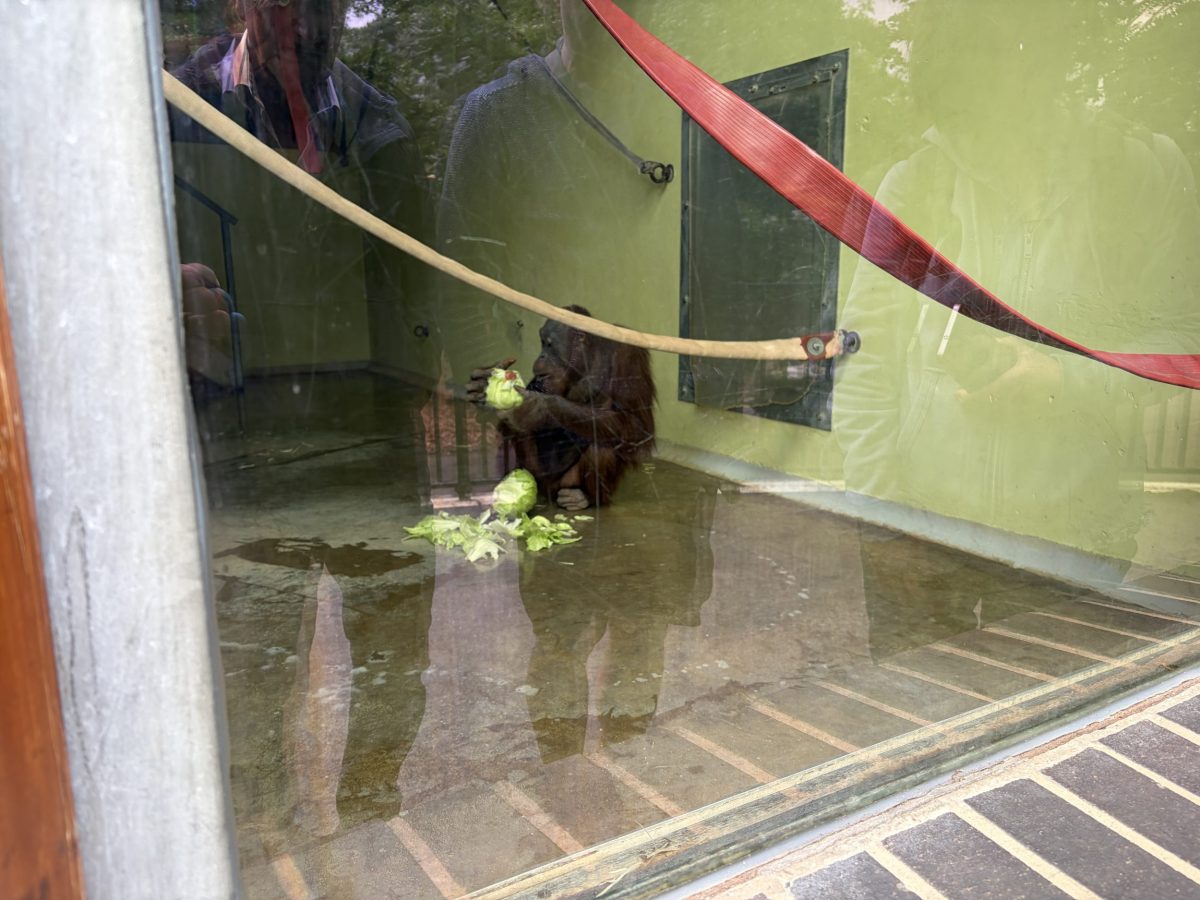 Orangutan eating in its enclosure at Monkey World Ape Rescue Centre in Dorset