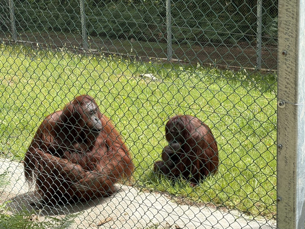 Two orangutans in their enclosure at Monkey World Ape Rescue Centre in Dorset