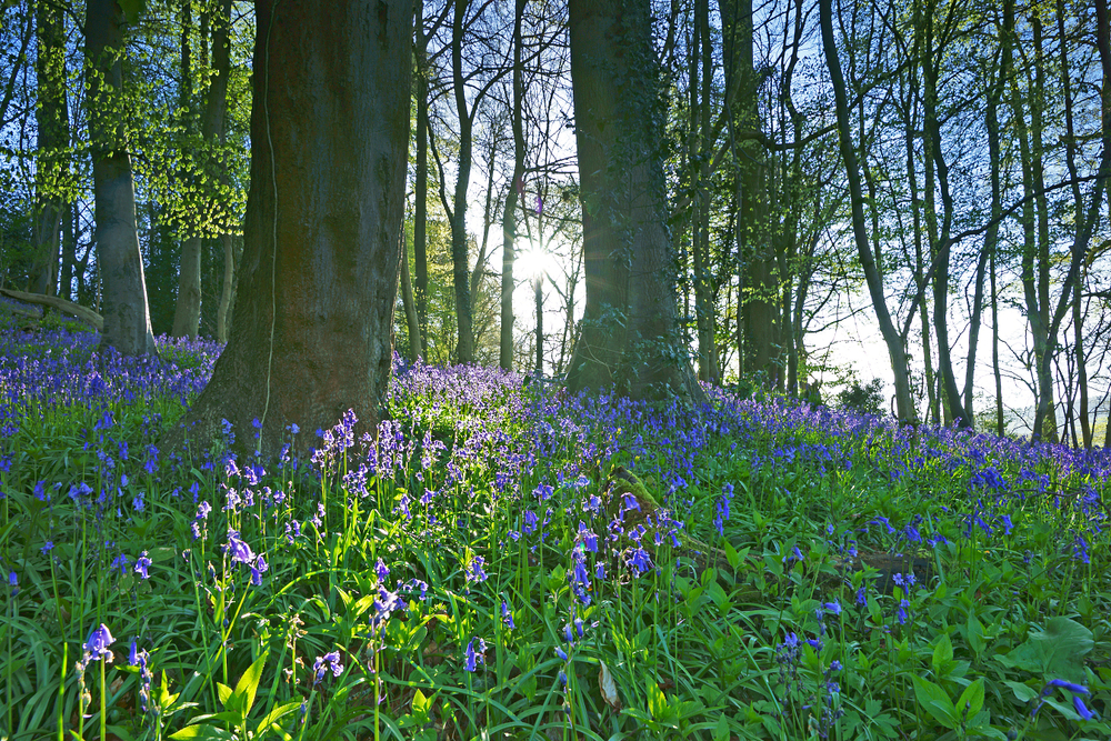 Bluebells in Thorncombe Wood near Dorchester during spring in Dorset