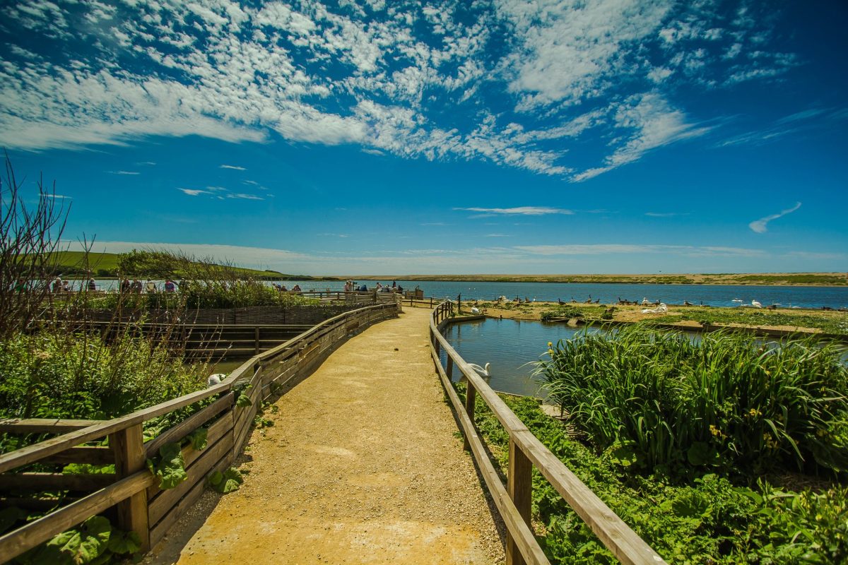 Walkway through Abbotsbury Swannery with mute swans beside the Fleet Lagoon in Dorset.