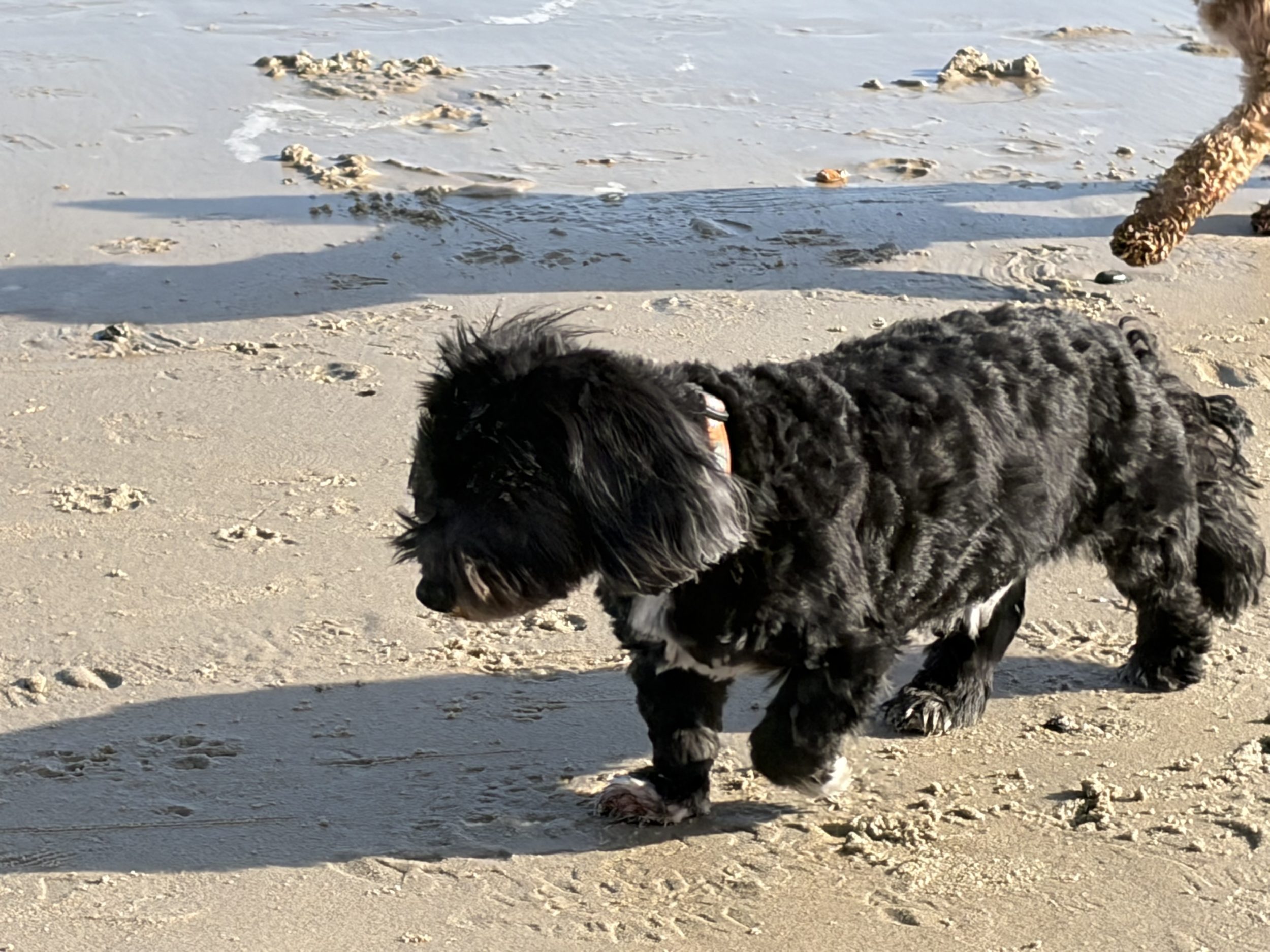The Curated Guide to Dog Walks We Keep Coming Back To