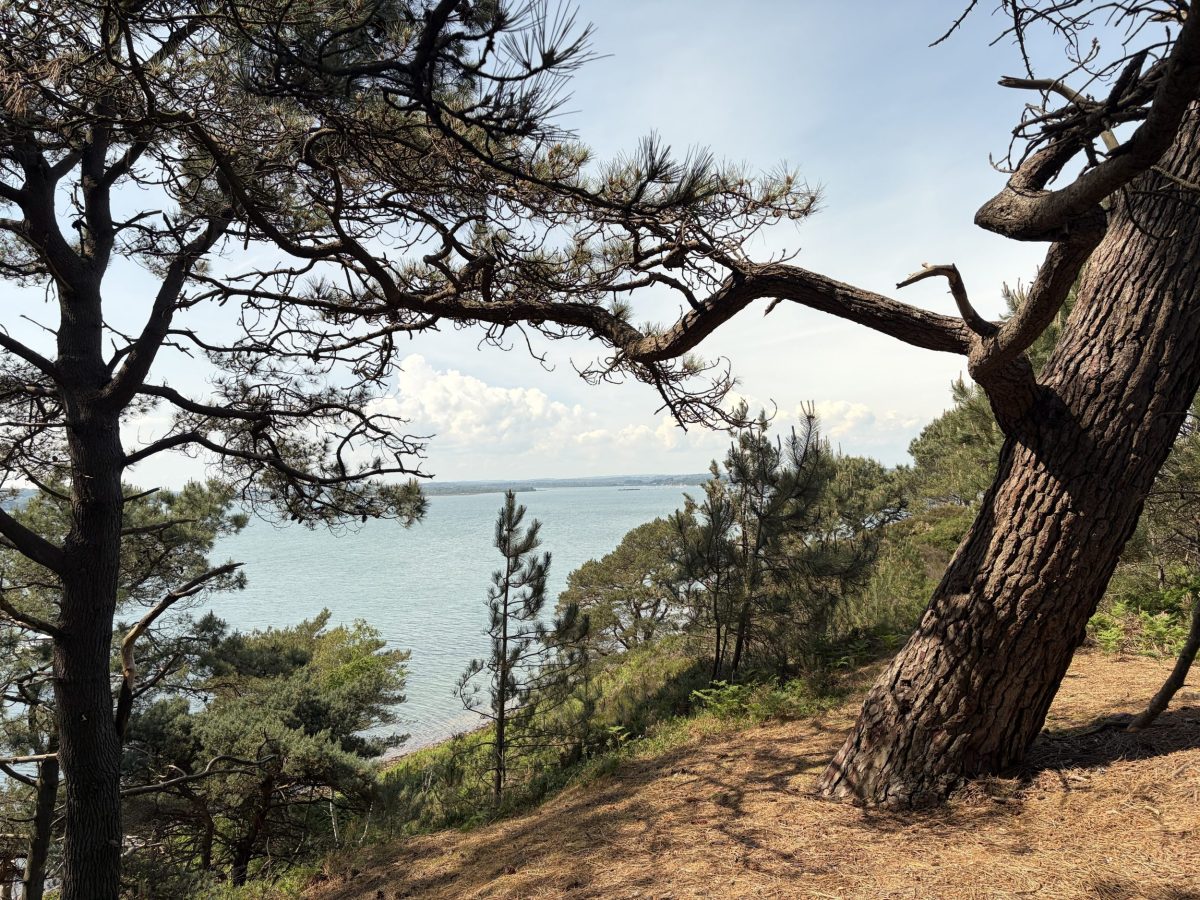 Clifftop view across Brownsea Island with woodland and calm blue waters in Poole Harbour, Dorset.