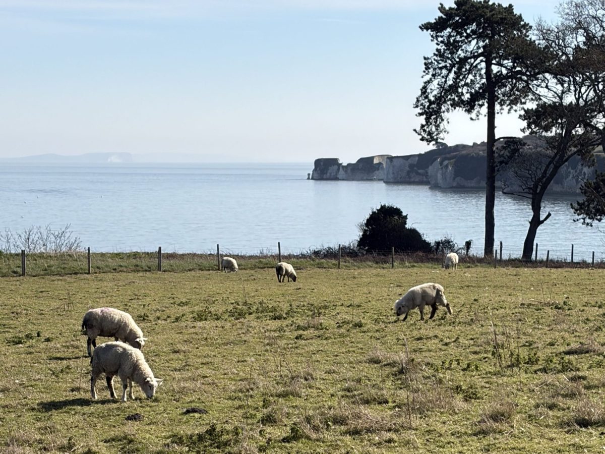 Old Harry Rocks viewed across a grassy field with grazing sheep near Studland in Dorset.
