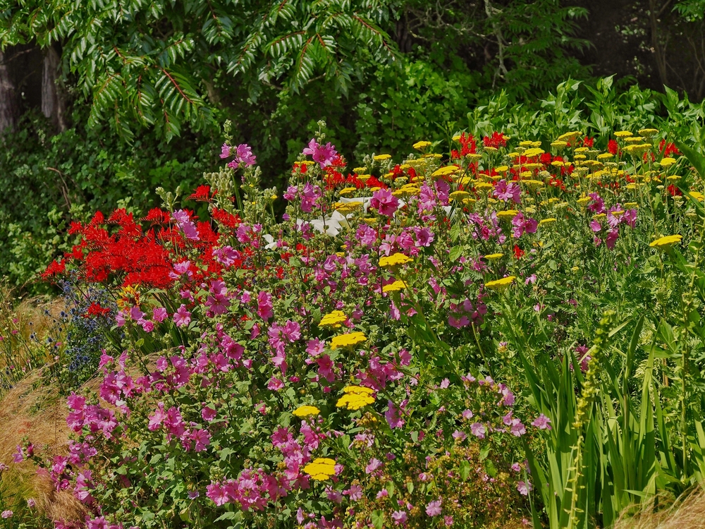 Colourful English country garden filled with seasonal flowers
