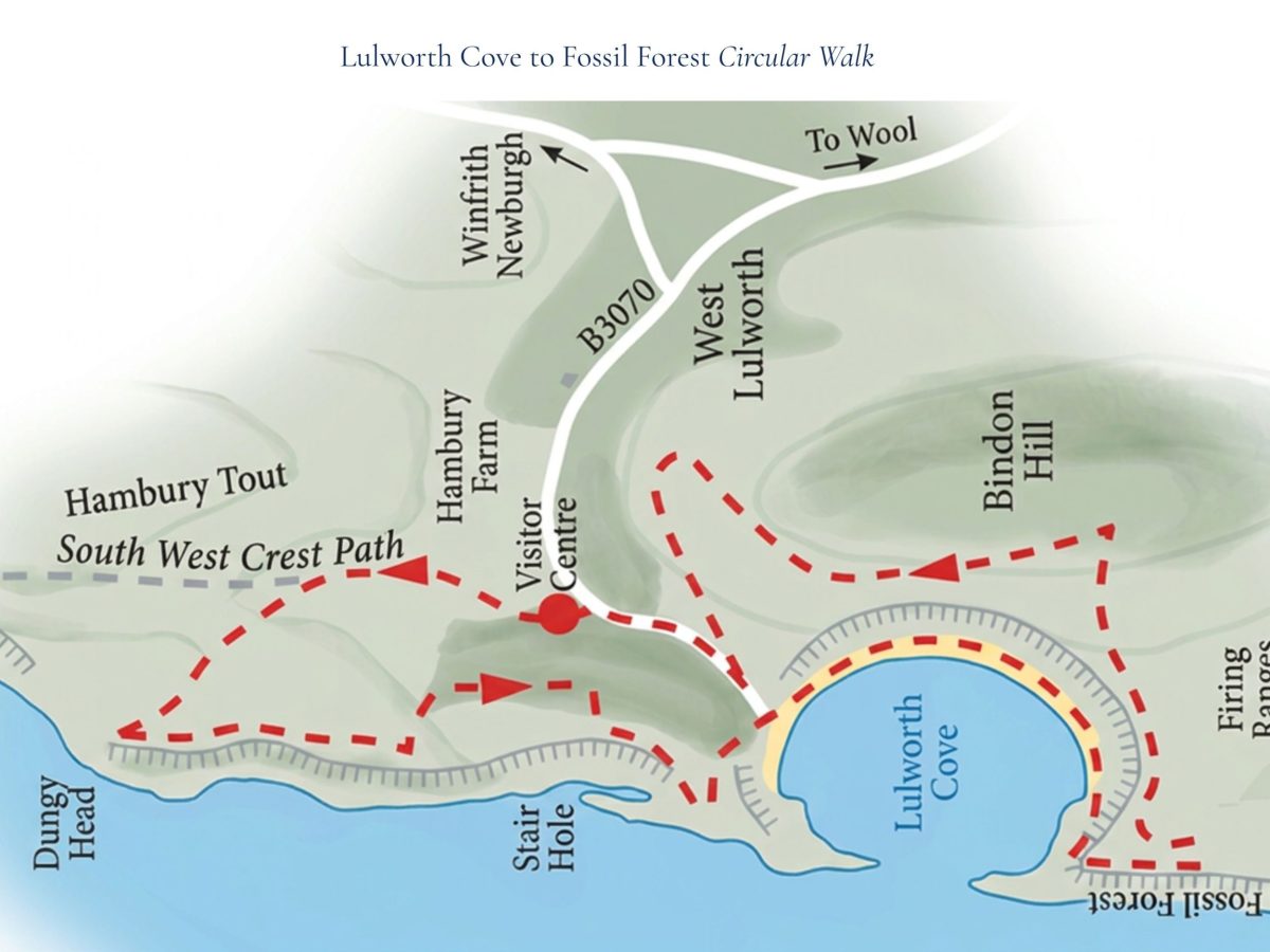 Illustrated route guide showing the circular walk from Lulworth Cove to Fossil Forest and back along the Jurassic Coast.