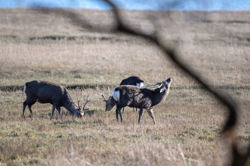 Stags grazing at RSPB Arne Nature Reserve in Dorset.