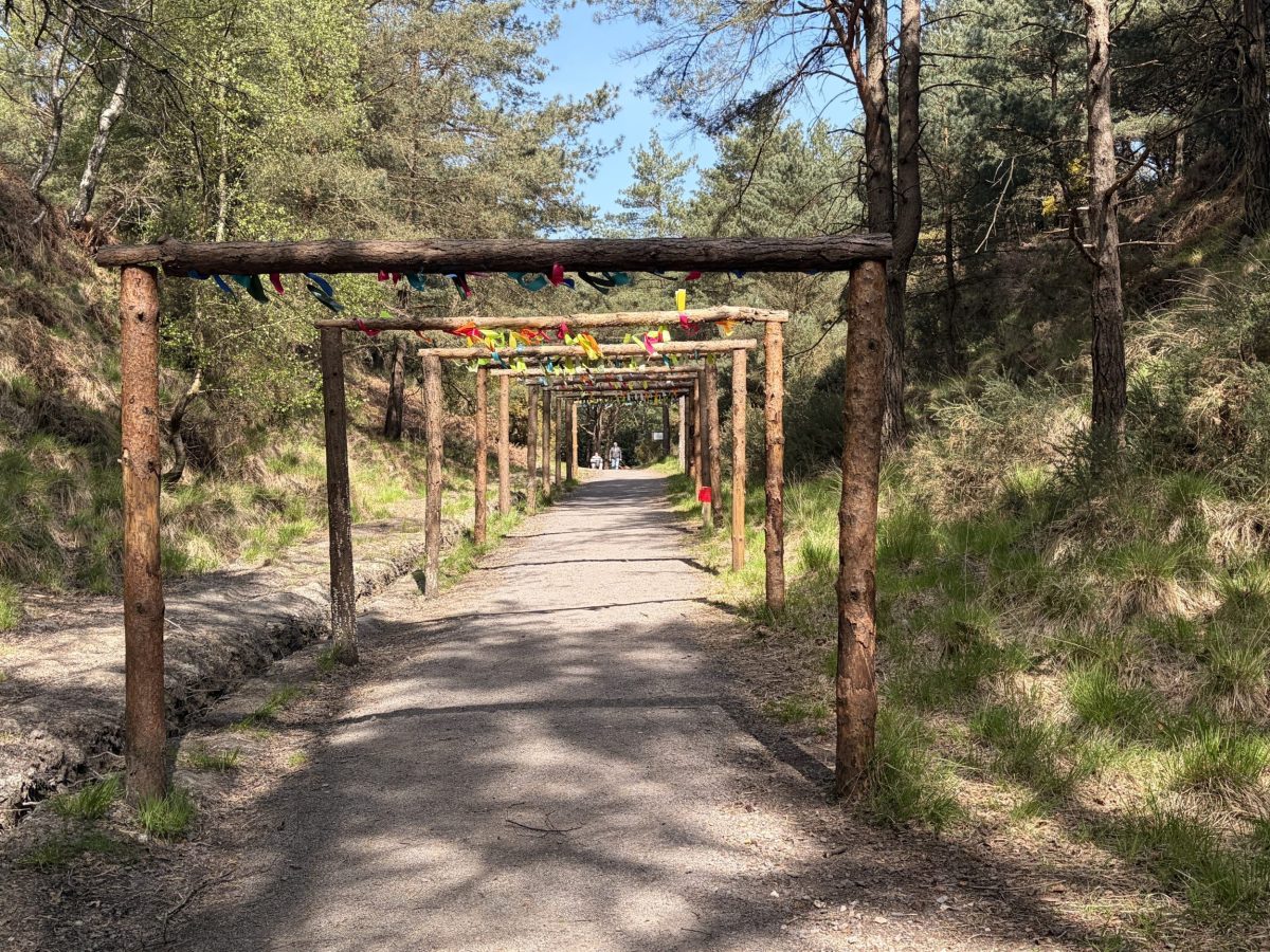 The Woodland walk and trail through the Blue Pool, with ribbons tied to a wood posted walk through.