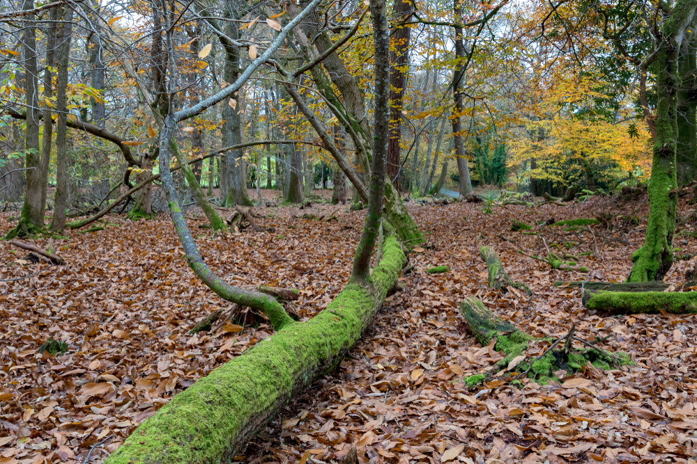Atmospheric Dorset woodland in autumn