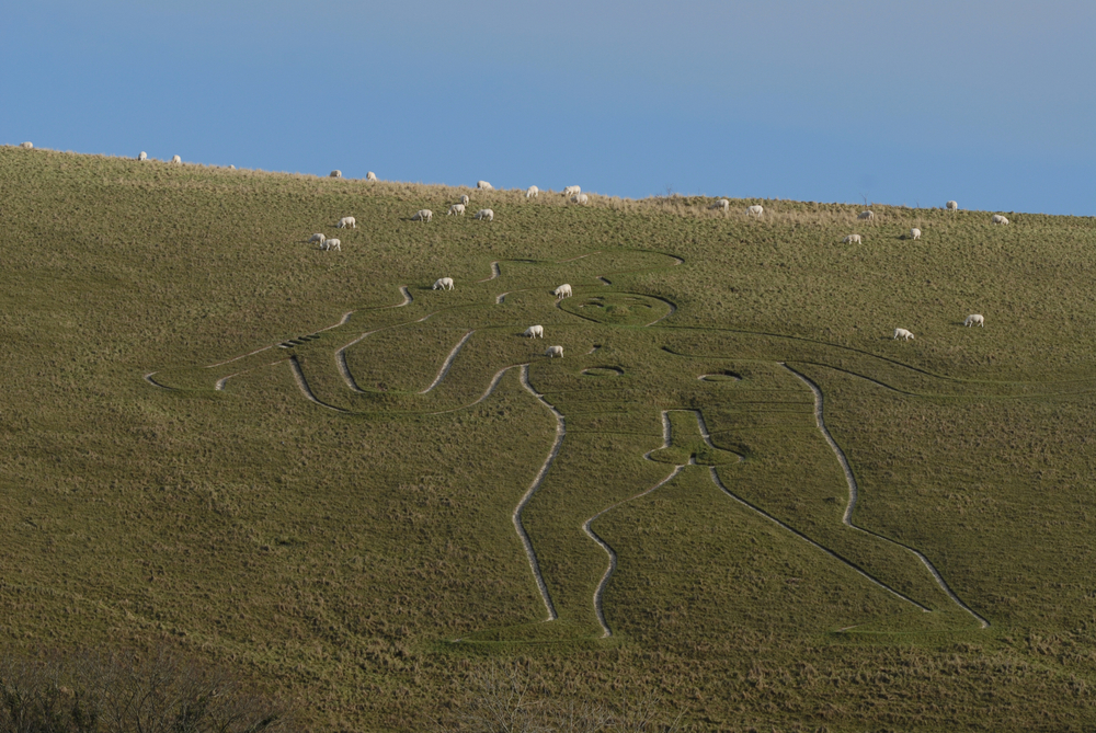 Cerne Abbas Giant on the Dorset hillside with sheep grazing nearby