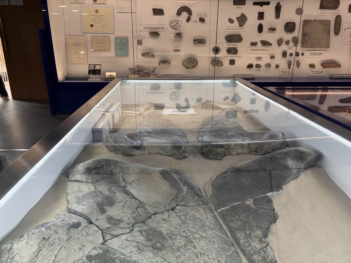 Collection of prehistoric fossils displayed in a natural history museum.