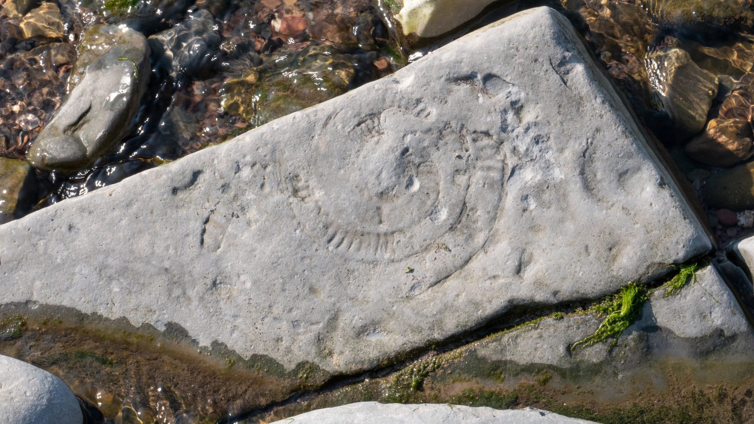 Fossil Hunting in Dorset: Our Family Guide to the Best Beaches and Places to Find Fossils
