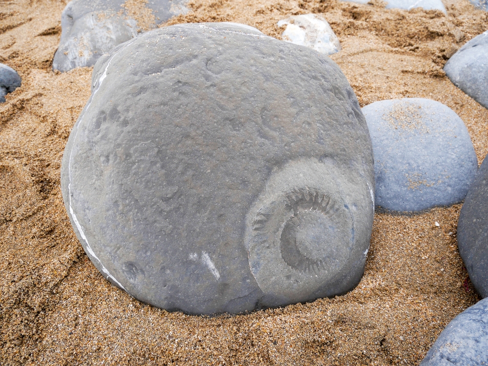 Fossil embedded in rock on Monmouth Beach at Lyme Regis
