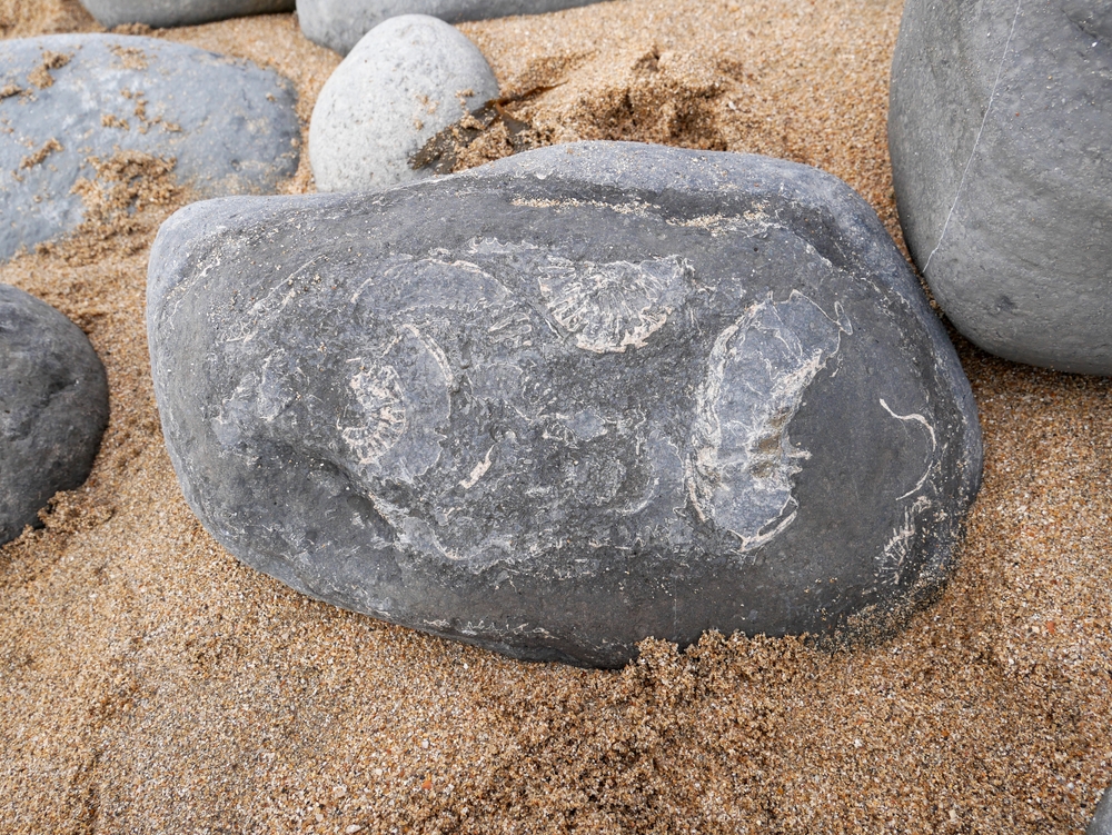 Fossils in rocks on Monmouth Beach at Lyme Regis on the Jurassic Coast