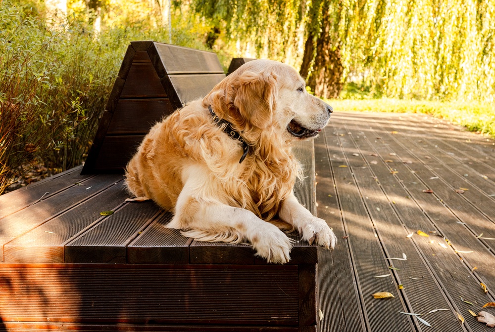 Golden retriever lying on wooden decking outdoors