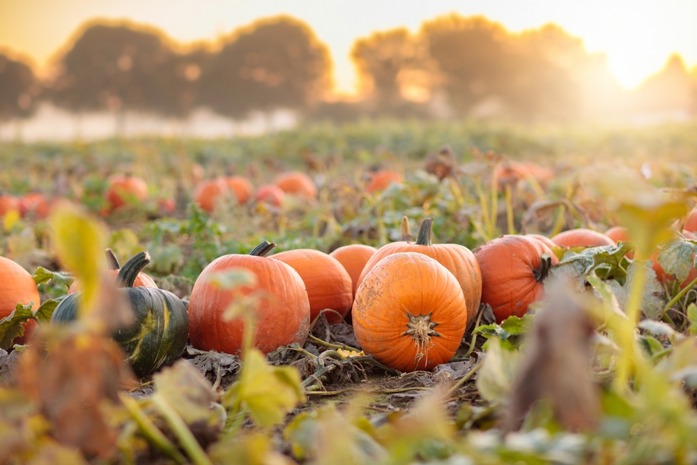 Pumpkins growing in an autumn pumpkin patch