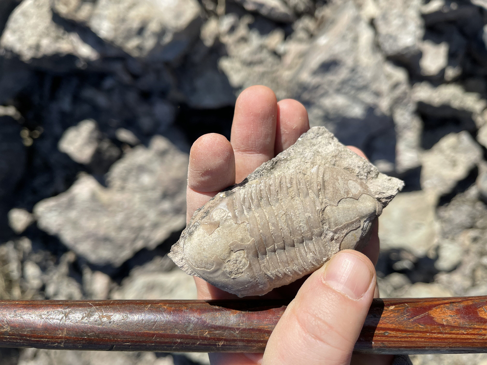 Person holding a small fossil in their hand
