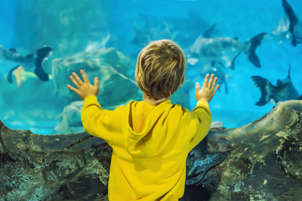 “Young boy watching a shoal of fish swimming overhead in an underwater aquarium tunnel.”